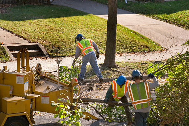 Best Best Tree Removal Services  in La Junta, CO